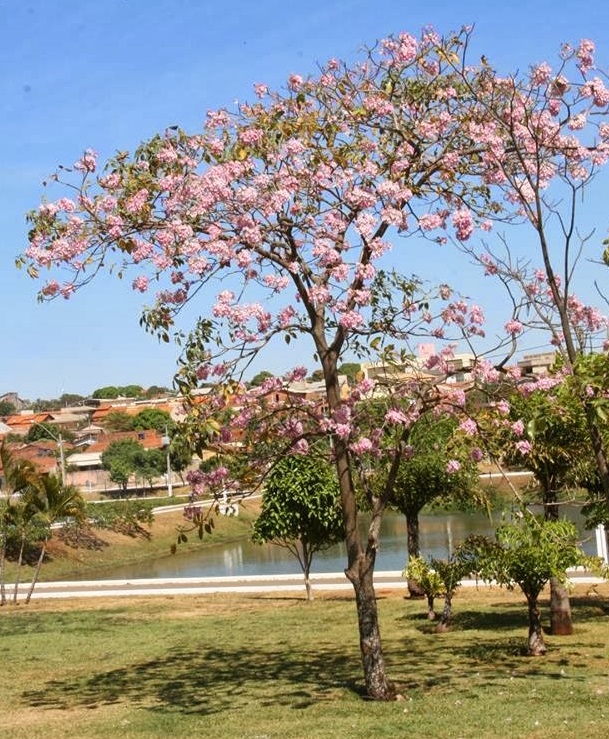 Parque Municipal Lara Guimarães